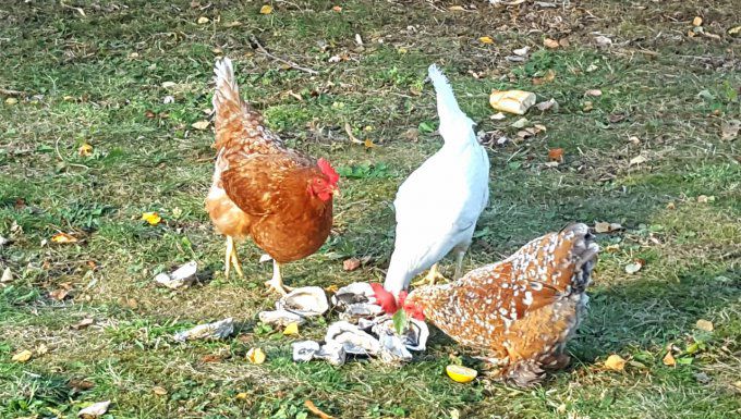 Vin confidentiel du Sud-Ouest rouge 